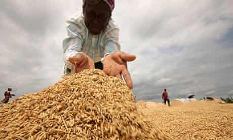 Dramatic decline in industrial agriculture could herald 'peak food'