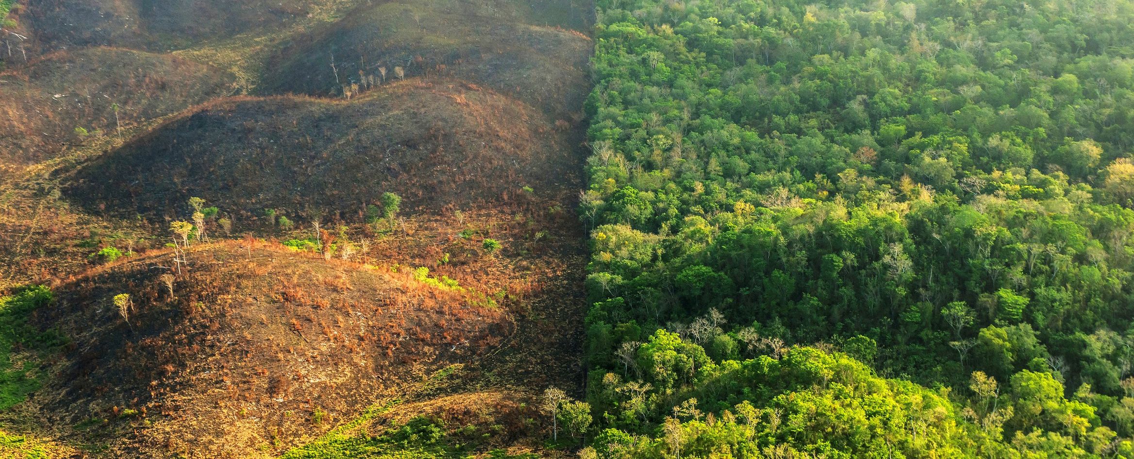 This is how we end deforestation to avert pandemic, climate and societal collapse